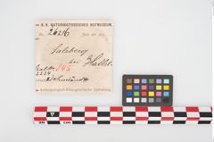 Etikett zu Bronzemelonenarmreif (NHMW-PRAE-026216)